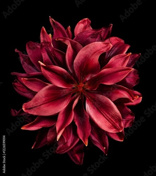 Fototapeta A close-up photograph of a single vibrant red lily flower with delicate petals, creating a striking and elegant display against a dark background.
