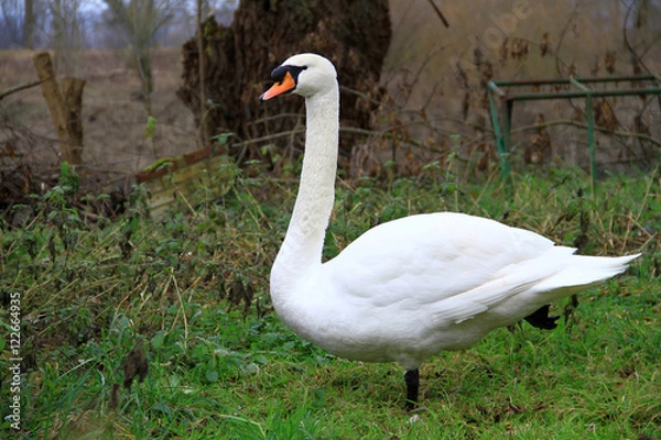 Fototapeta Cygne.