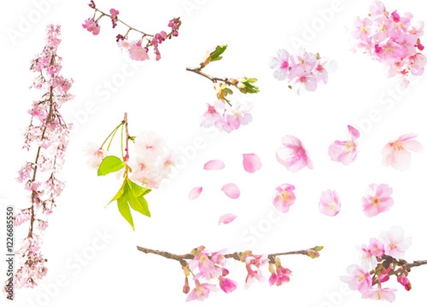 Fototapeta 春の花のイラスト素材セット（桜4）