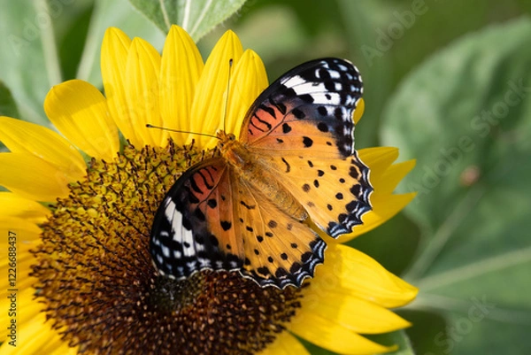 Obraz Common Tiger Butterfly