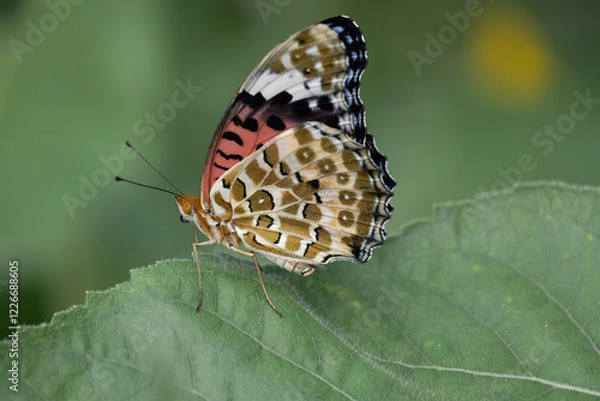 Obraz Common Tiger Butterfly