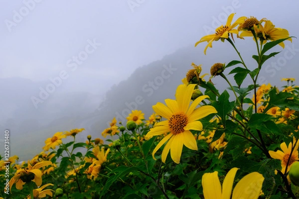 Fototapeta Tithonia diversifolia (Hemsl.) A.Gray.) at sunset at Doi Mae U-Kho Mae Hong Son Province, Thailand