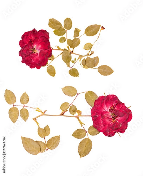 Obraz Set of small dried roses pressed