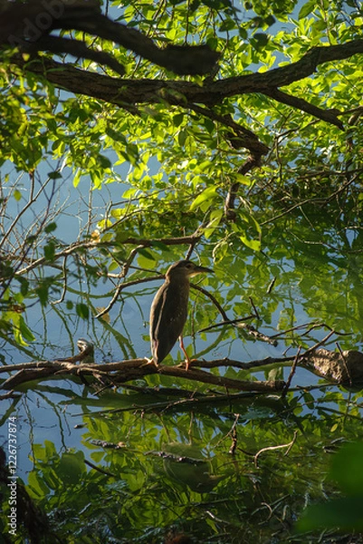 Obraz 早朝、池に掛かる木で佇むゴイサギの幼鳥