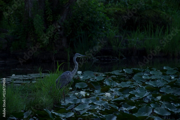 Obraz 早朝、薄暗い睡蓮の池の中に佇むアオサギのいる風景