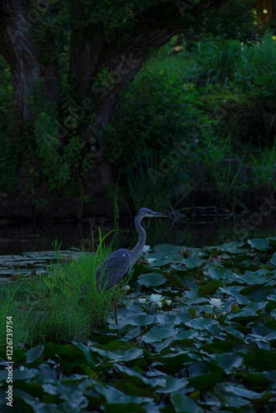 Obraz 早朝。薄暗い睡蓮の咲く池の中のアオサギ