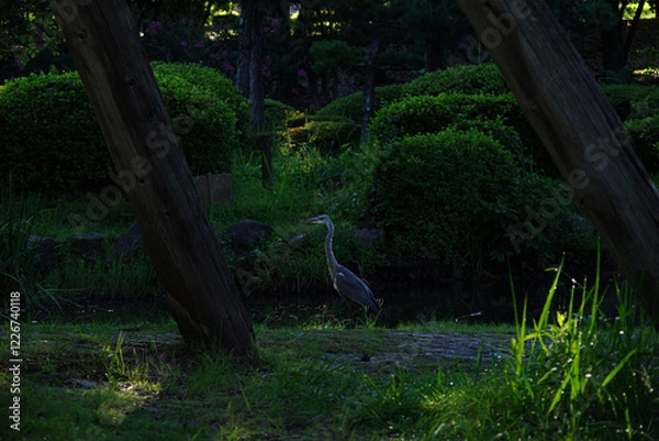 Obraz 早朝、薄暗い公園の池の中のアオサギ