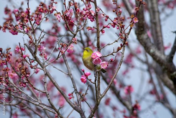 Obraz 梅の木にとまるメジロ	