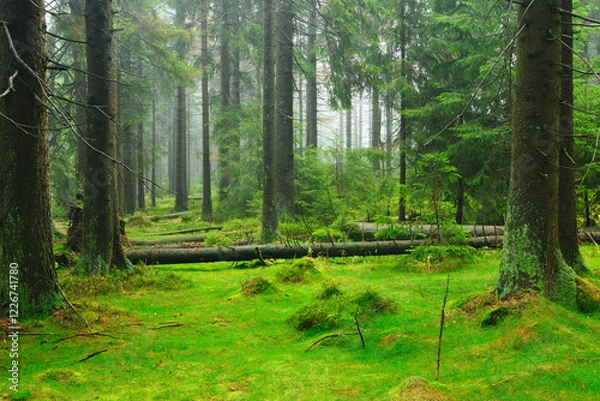 Fototapeta Foggy Natural Forest of Spruce Trees with Moss Covering the Ground