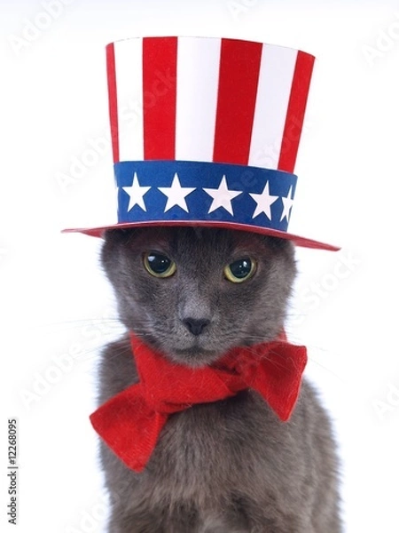 Fototapeta Gray uncle Sam cat