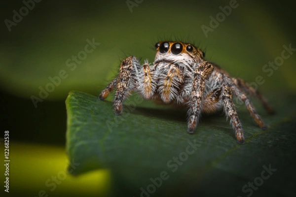 Obraz Jumping Spider Macro
