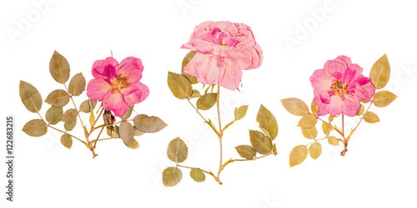 Obraz Set of small dried roses pressed