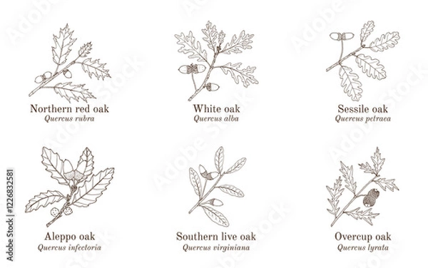 Obraz Set of different oak branches. Hand drawn vector illustration