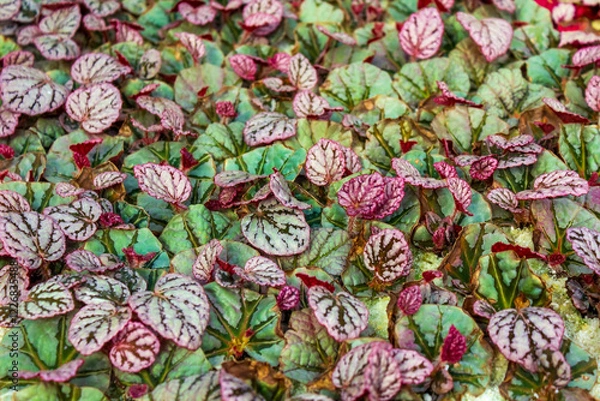Fototapeta Vibrant foliage of Rex Begonia plants showcasing patterned leaves in shades of green, pink, and burgundy.