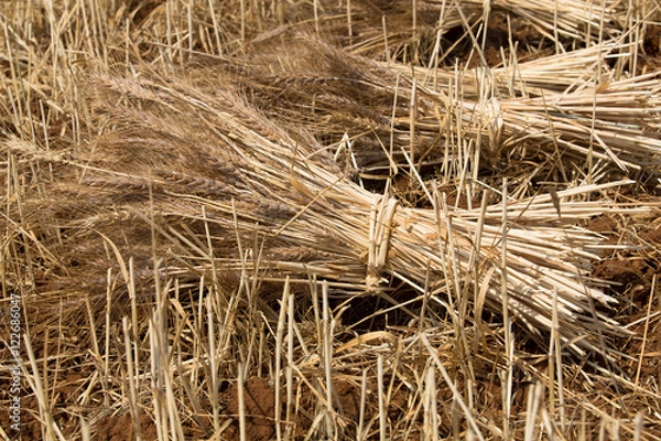 Obraz Biologisches Getreide