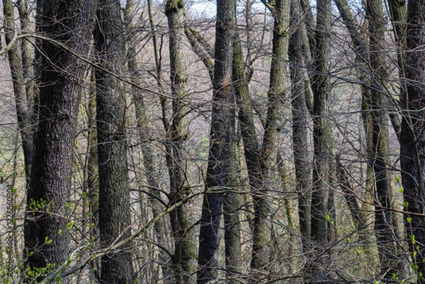 Fototapeta Tall trees with bare branches in a forest during early spring in the countryside