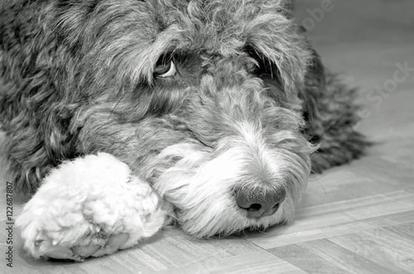 Obraz Süßer Aussiedoodle