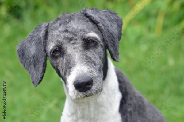 Obraz Aussiedoodle Hündin