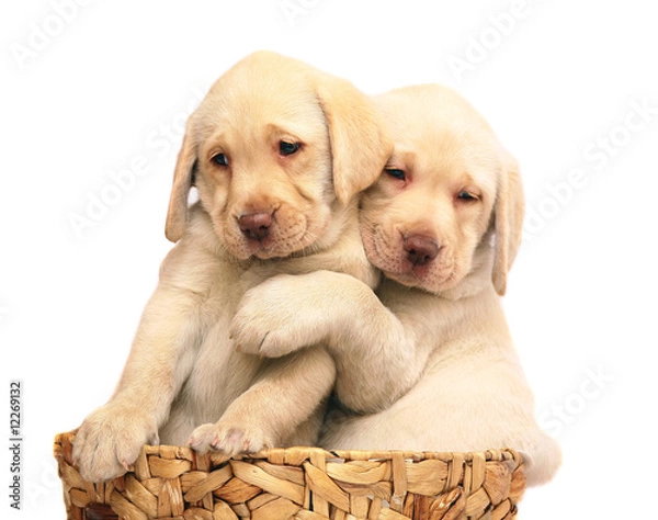 Obraz Puppies in a basket.