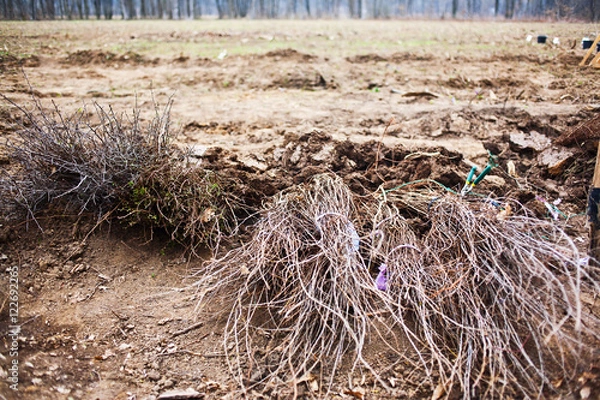 Obraz Tree saplings on ground