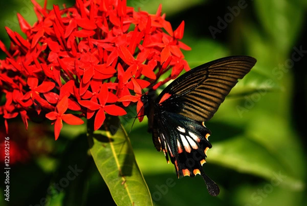 Fototapeta fiore e farfalla