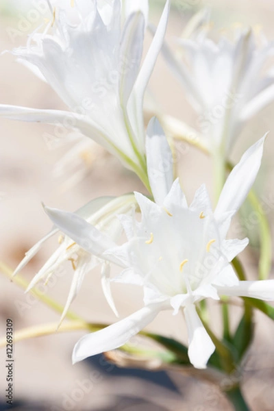Obraz lily white wild