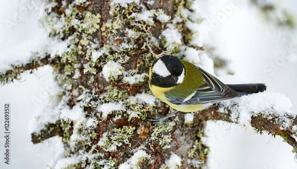 Obraz Great tit in winter