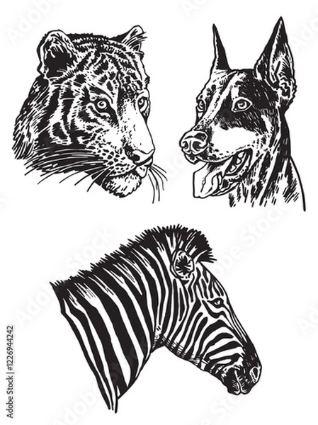 Obraz Graphical set of animals on white background, vector tiger,dog and portrait of zebra