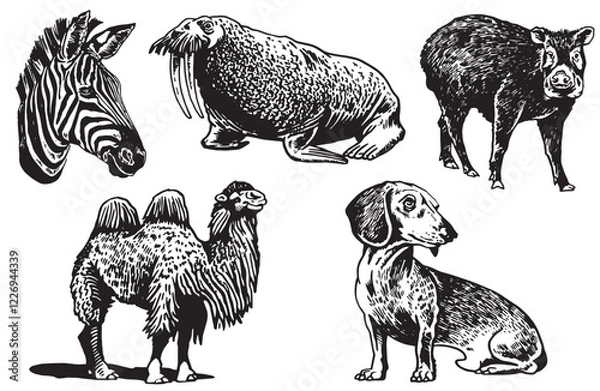 Obraz Graphical set of animals on white background, vector zebra,dog,camel, hog, warlus