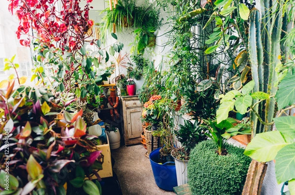 Obraz Rośliny doniczkowe