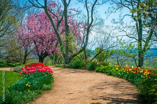 Obraz Colorful Tulip Flowers on Monicello Garden Path - Springtime in Charlottesville, Virginia