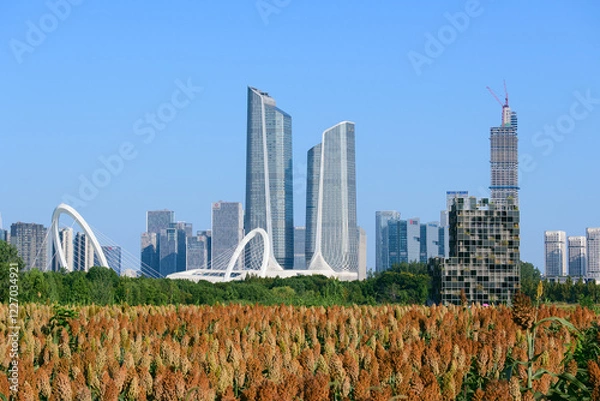 Obraz city skyline with sorghum fields
