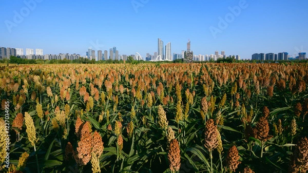 Obraz city skyline with sorghum fields
