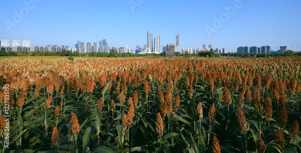 Obraz city skyline with sorghum fields