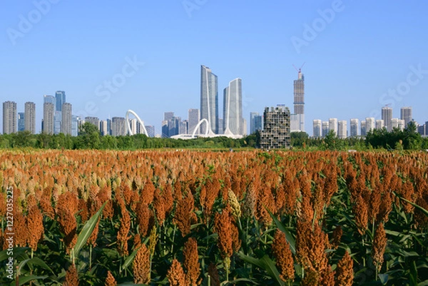 Obraz city skyline with sorghum fields