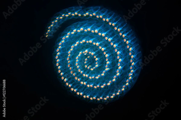 Obraz Salp colony in the deep ocean