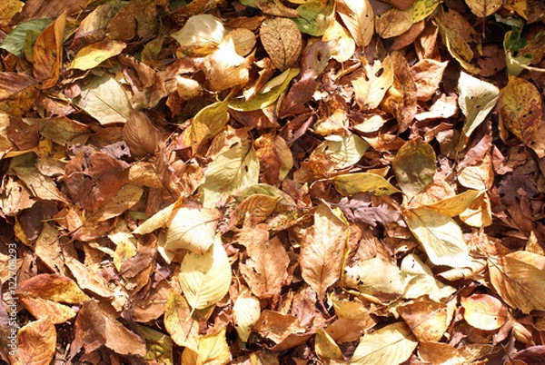 Fototapeta 落ち葉02