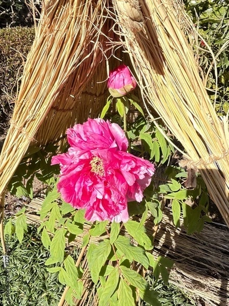 Obraz Japanese Peony