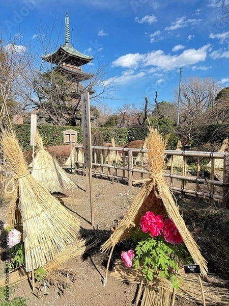 Obraz Japanese Peony