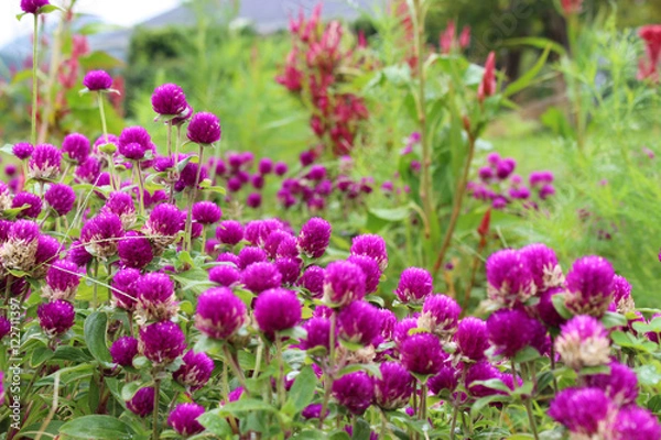 Fototapeta センニチコウの群生