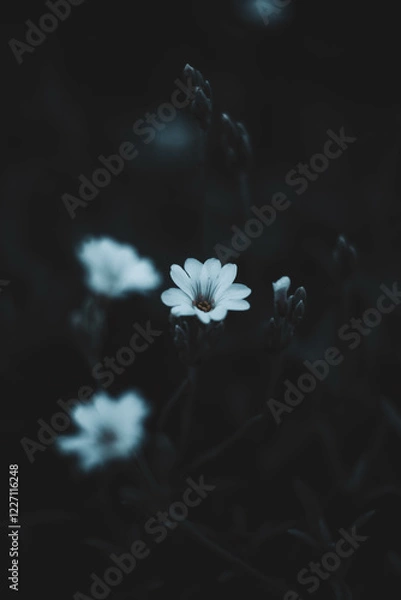 Obraz white flower on blue