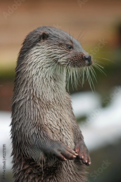Obraz Otter