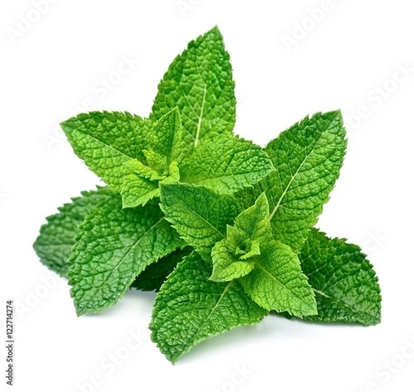 Obraz Zamknij liść mięty