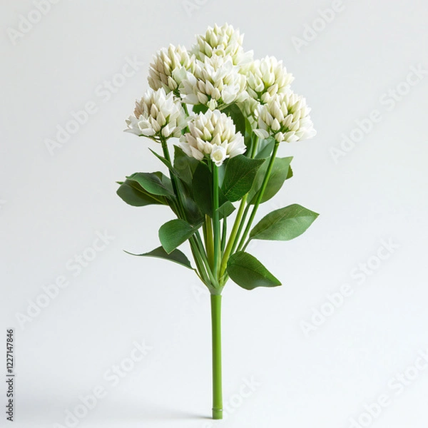 Fototapeta Chive Tree on White Background