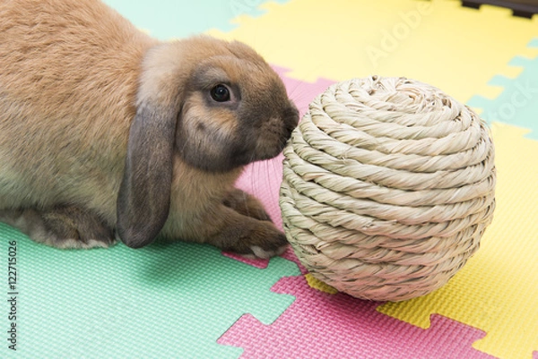 Fototapeta わらの玉で遊ぶうさぎ