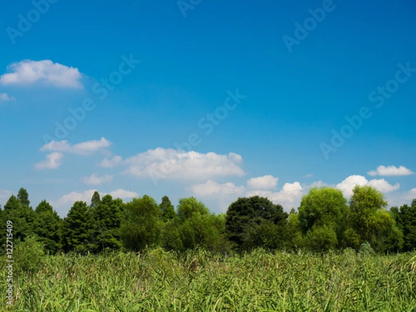 Fototapeta 葦原と夏空