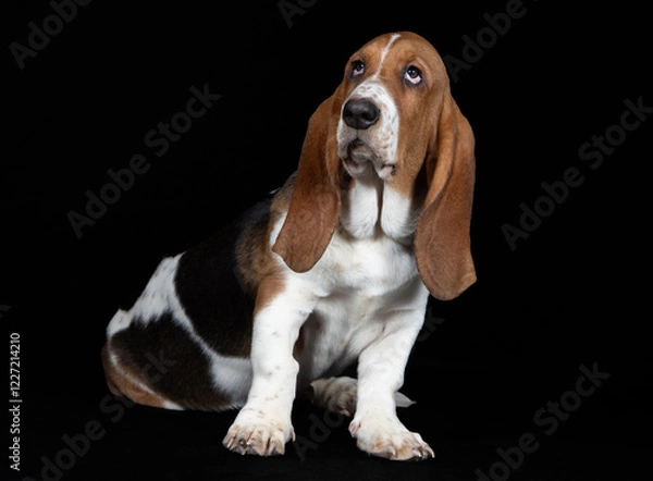 Obraz junge Basset Hündin, 16 Wochen alt, vor schwarzem Hintergrund