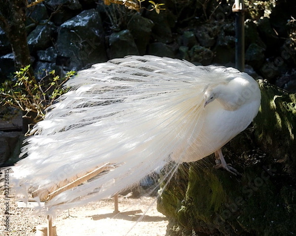 Obraz 伊豆シャボテン公園のシロクジャク