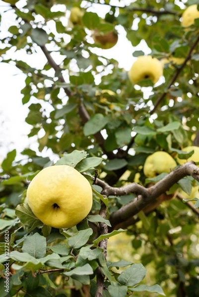 Fototapeta Yellow ripe quince on a tree in Moldova, vertical photo