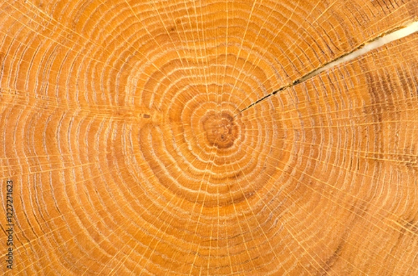 Fototapeta Texture of a wooden cut of oak wood with a pronounced pattern of annual rings